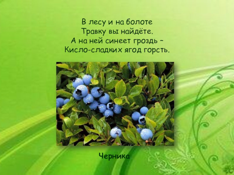 В лесу на болоте травку вы найдете а на ней синеет гроздь кисло.