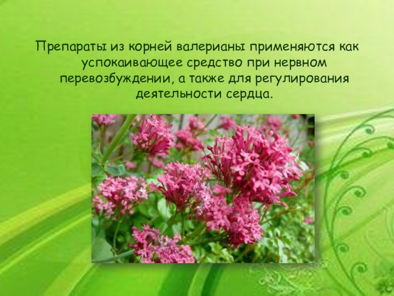 Растения валериана презентация. Трава Миме презентация. Что детям удалось познать по теме " Целительная сила растений "?. Корни валерианы на немецком текст.