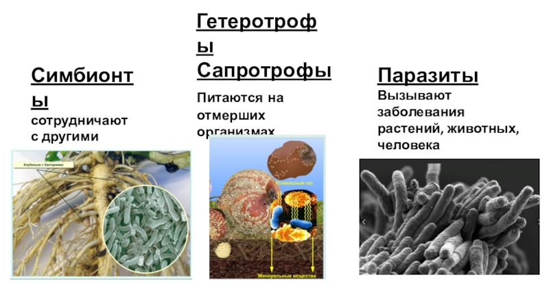 Происхождение бактерий