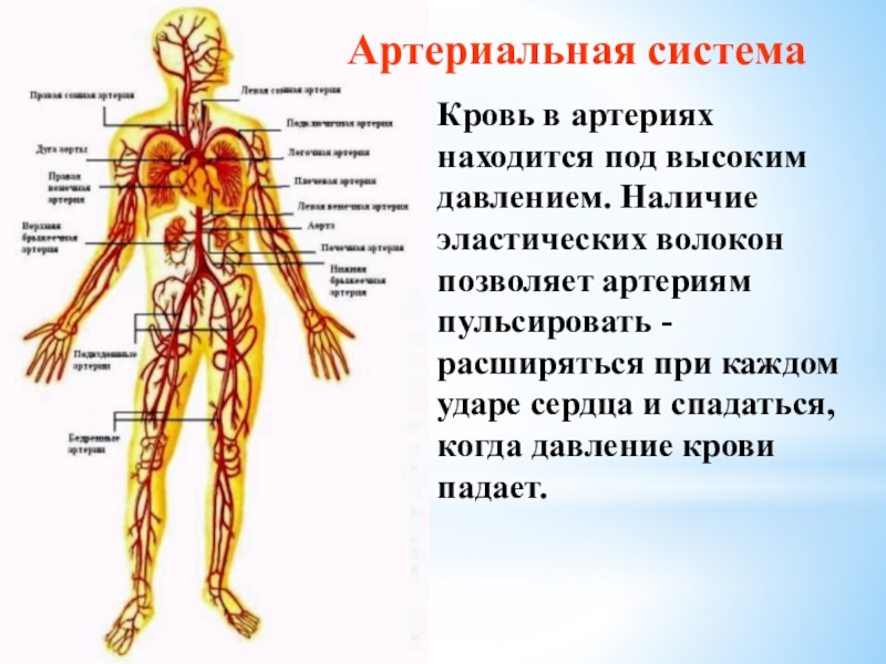 Презентация артериальная система