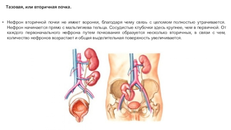 Нефроны вторичной почки. Тазовые почки. Вторичная почка.