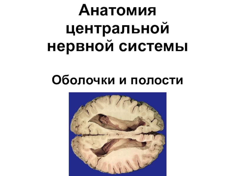 Презентация Анатомия центральной нервной системы Оболочки и полости
