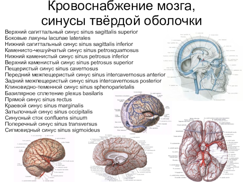 Схему развития головного мозга человека фронтальный и сагиттальный разрезы