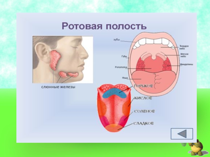 Система ротовой полости. Ротовая полость 3 класс. Строение ротовой полости человека для детей. Ротовая полость человека окружающий мир. Плакат с изображением ротовой полости для детей.