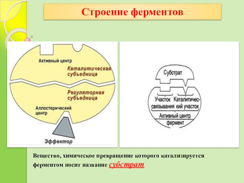 Строение фермента рисунок