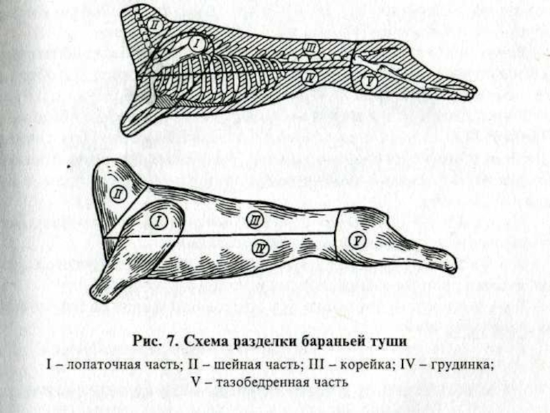 Схема разделки бараньей туши с названиями частей