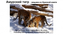 Амурский тигр - хищник из Красной книги