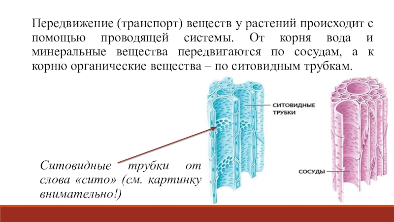 Передвижение веществ у животных 6 класс биология презентация