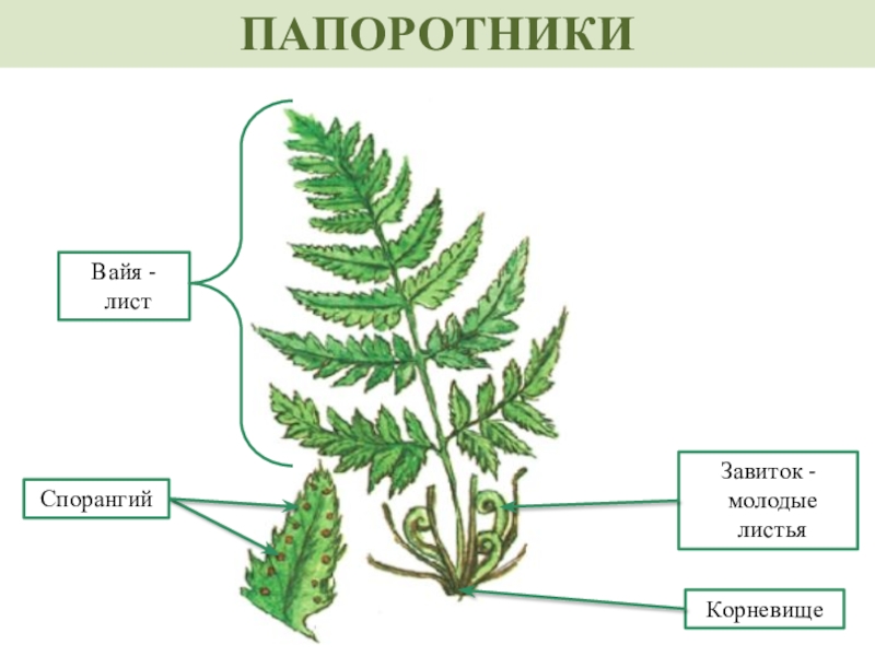 Папоротник 5 класс презентация