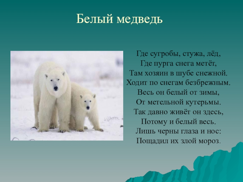 Рассказ про медведя 1 класс. Рассказ о белом медведе. Сообщение о белом медведе. Доклад про белого медведя. Белый медведь информация для детей.