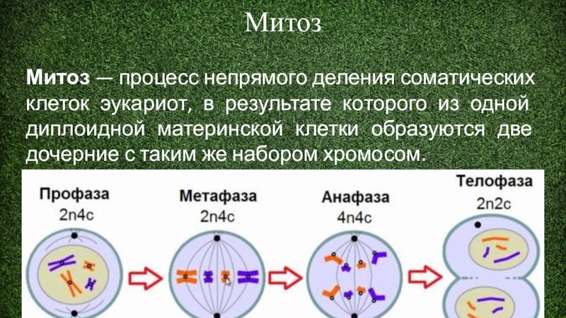 В результате митоза формируется. Митотическое деление клетки процессы. Процесс непрямого деления клетки. Мейоз диплоидность. Процесс деления соматической клетки.