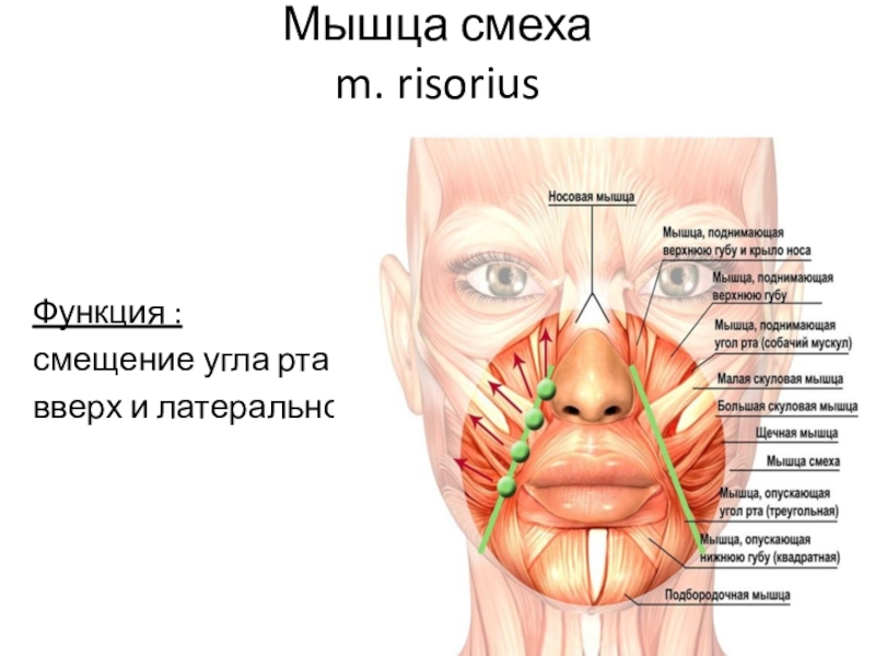 Губы мышцы рта. Мышцы лица носогубная складка. Мышцы лица носогубные складки анатомия. Мышца отвечающая за носогубную складку.