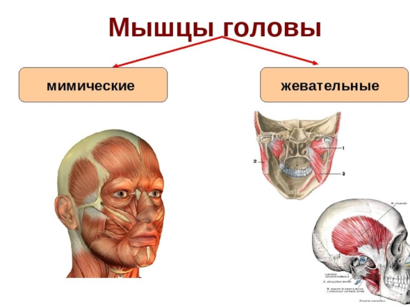 Презентация МИОЛОГИЯ
мышцы головы