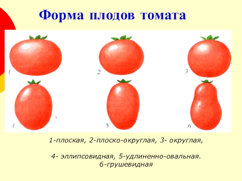 Как отличить помидоры. Форма плода томата. Томат вид плода. Томат продолговатой формы сорта. Томаты черри грушевидной формы.