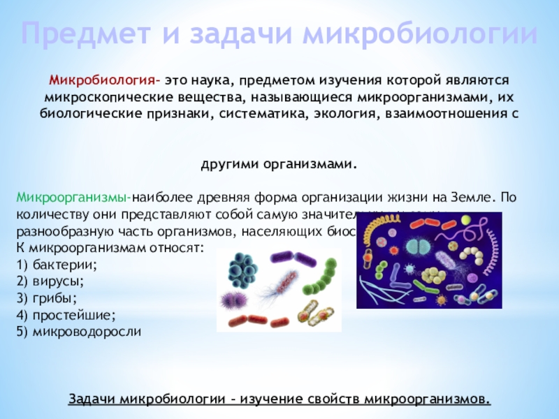 Проект на тему микробиология