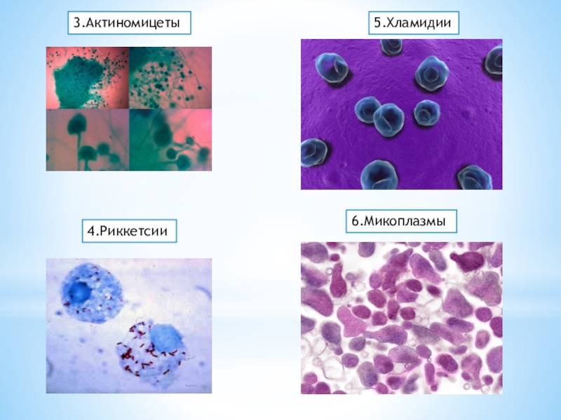 Хламидии рисунок микробиология