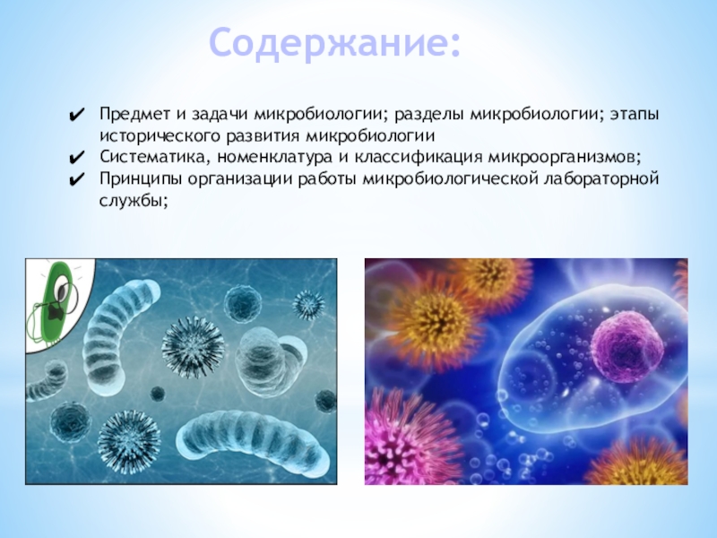 Презентация по микробиологии простейшие