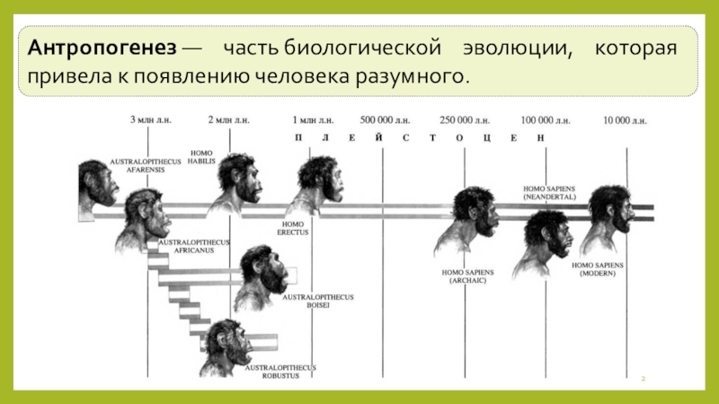 Этапы антропогенеза биология. Этапы антропогенеза схема. Антропогенез это часть биологической эволюции. Стадии антропогенеза человека. Классификация развития человека.