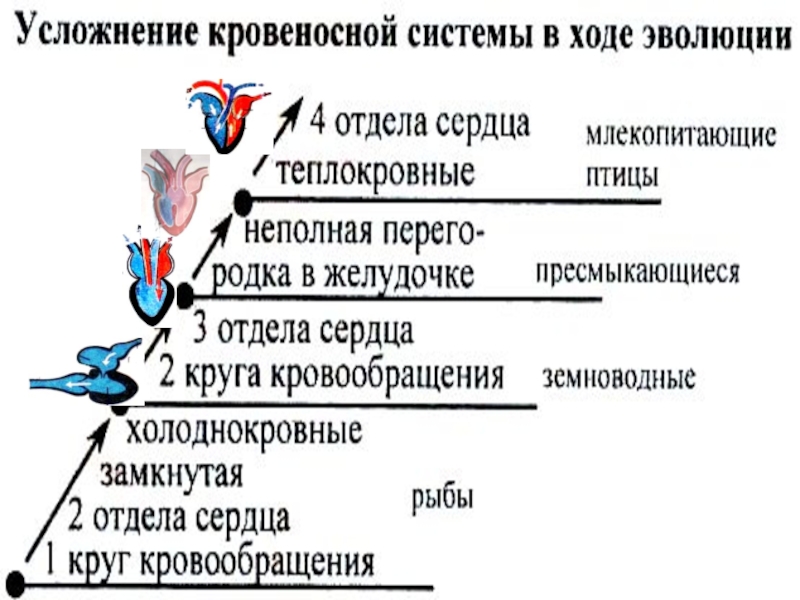 Проект эволюция кровеносной системы