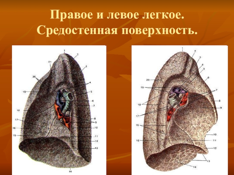 Корень правого и левого легкого. Медиальная поверхность легкого. Средостенная поверхность легкого. Средостенная поверхность легкого анатомия. Поверхности правого и левого легкого.