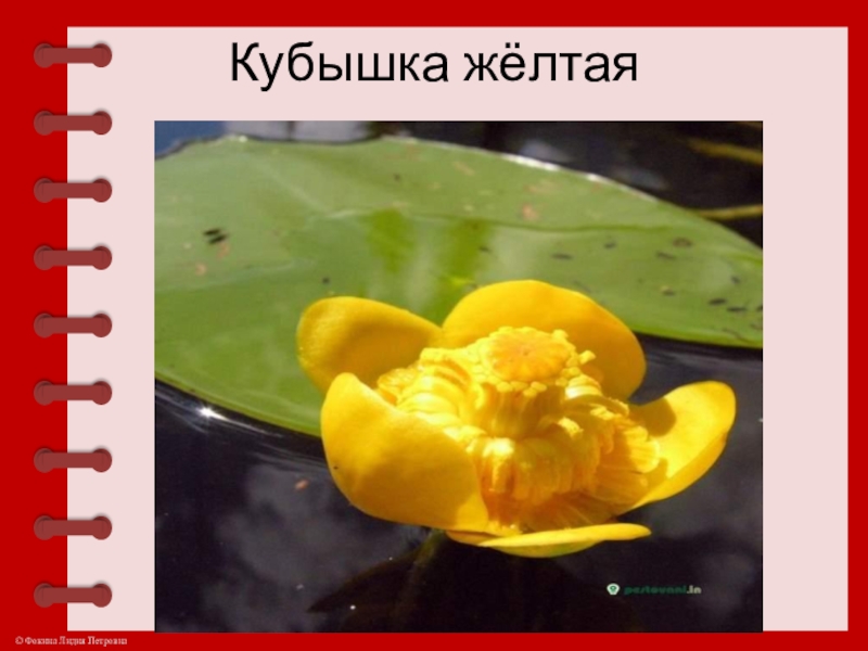 Кубышка желтая презентация. Желтая кубышка выкройка. Кубышка жёлтая красная книга краткое описание. Стих желтая кубышка.