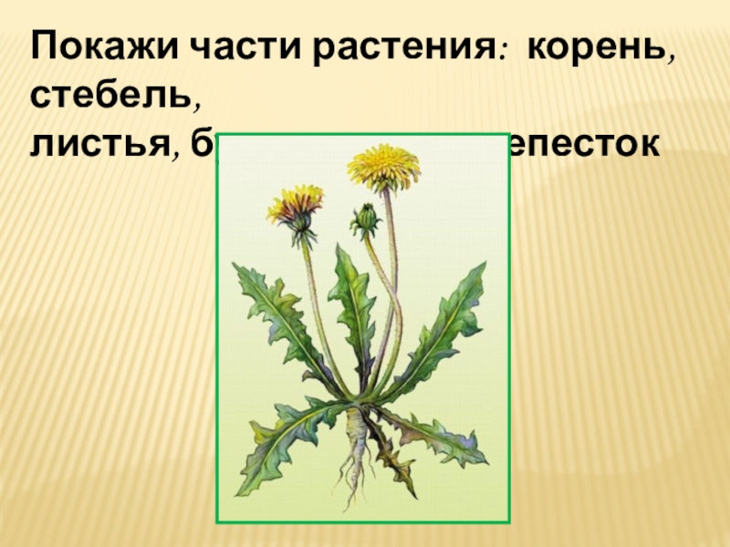 Покажи части растения: корень, стебель,
листья, бутон, цветок, лепесток