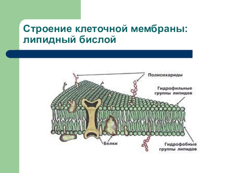 Соотнесите объекты с их обозначениями на рисунке фосфолипидный бислой