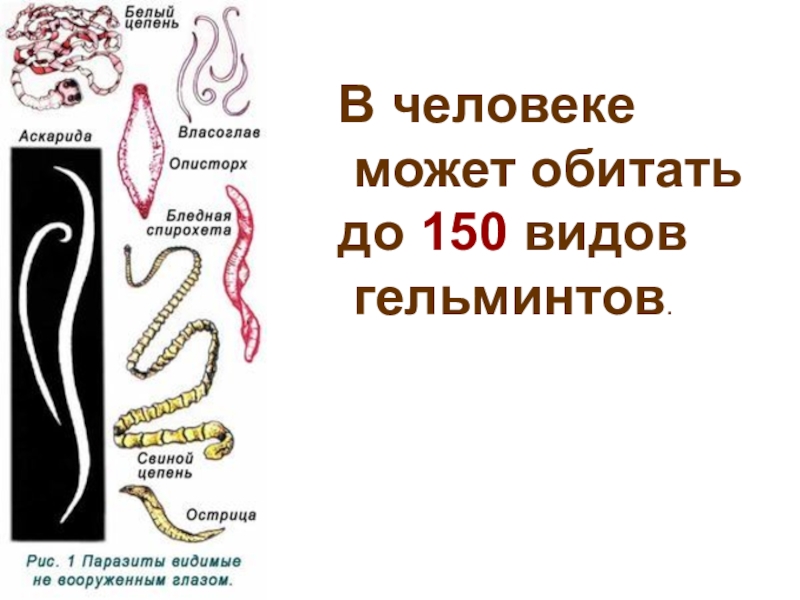 По строению и форме гельминты бывают схема