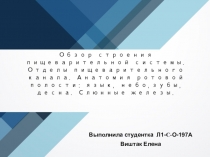 Обзор строения пищеварительной системы. Отделы пищеварительного канала