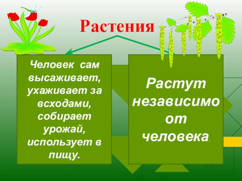 Проект про растения культурные