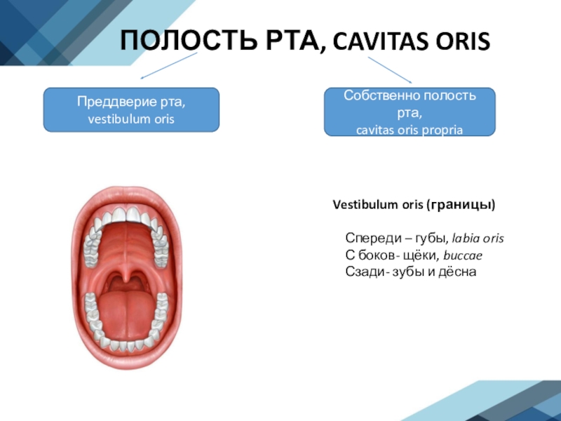 Преддверие рта границы стенки сообщения функции развитие