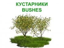 КУСТАРНИКИ
BUSHES