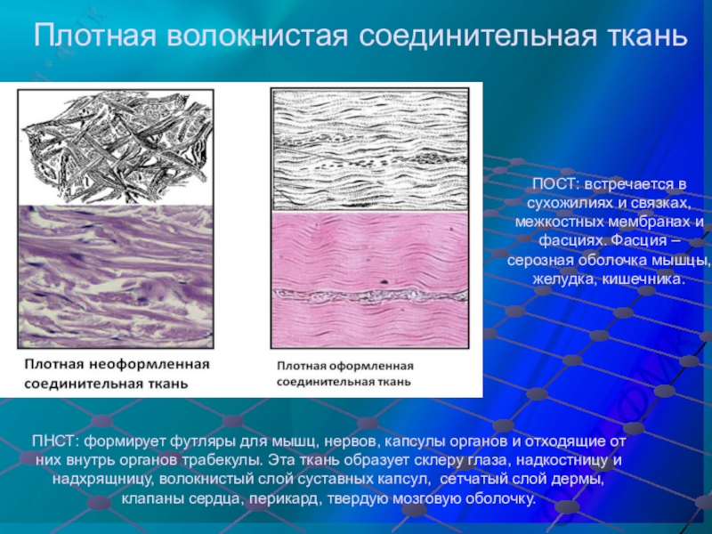 Соединительная ткань презентация