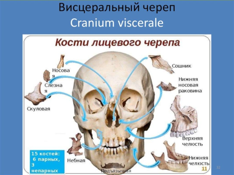 Висцеральный скелет. Скелет черепа человека лицевой отдел. Строение лицевого отдела черепа. Строение лицевого отдела черепа человека. Воздухоносные кости черепа анатомия строение.