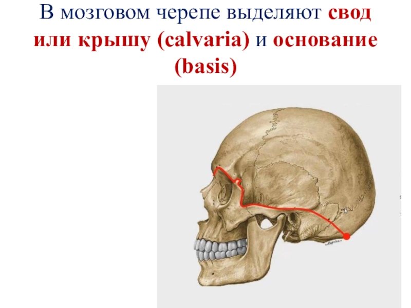 Мозговой череп представлен