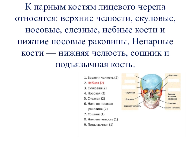 Пар костей. К парным костям лицевого черепа относятся. Парные кости лицевого черепа. Парные кости лицевого отдела черепа. Непарные кости лицевого черепа.