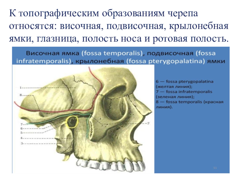 Полости черепа. Подвисочная ямка черепа. Височная ямка и подвисочная ямки. Подвисочная ямка черепа анатомия. Височная и подвисочная ямка топография.