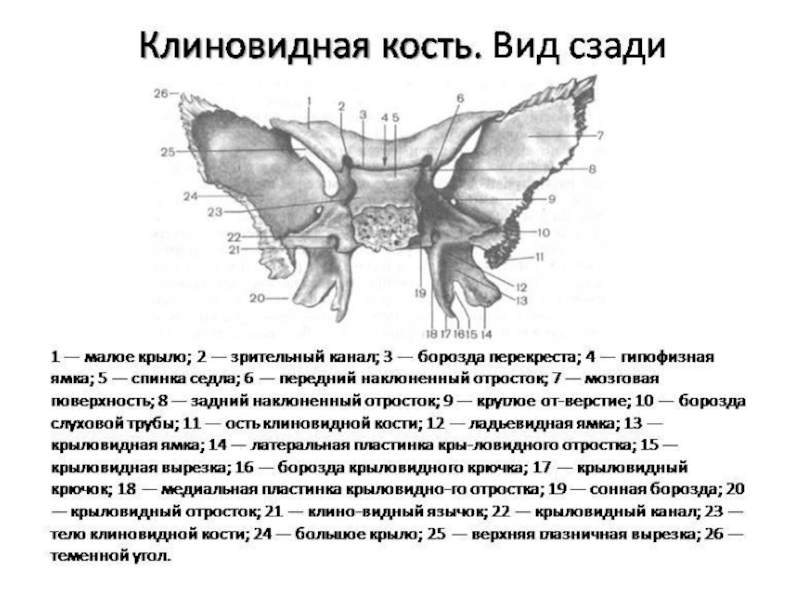 Клиновидная кость черепа рисунок