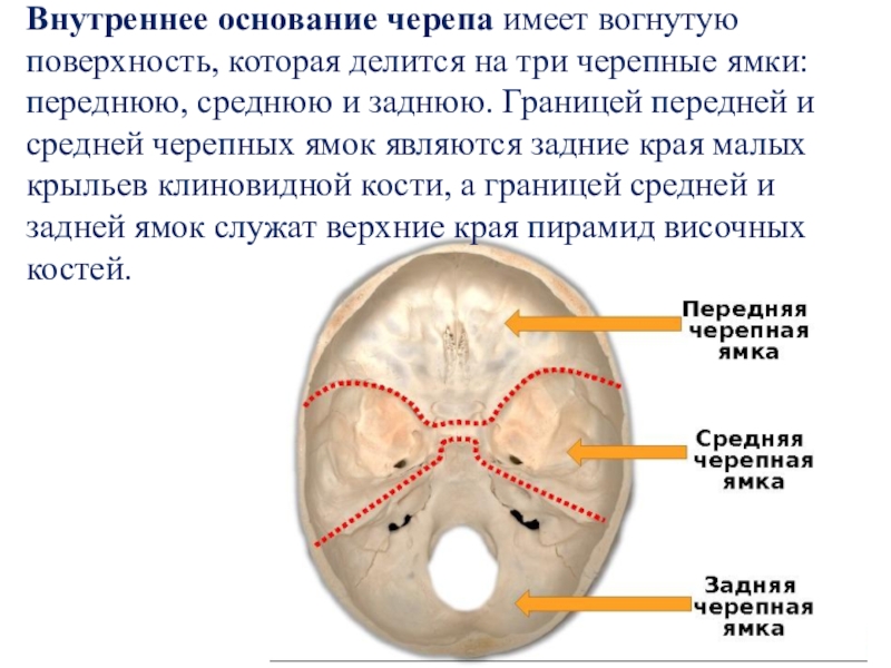 Основание черепа где. Основание черепа Черепные ямки. Внутренняя поверхность основания черепа анатомия. Слепое отверстие передней черепной ямки. Основание черепа задняя черепная ямка.