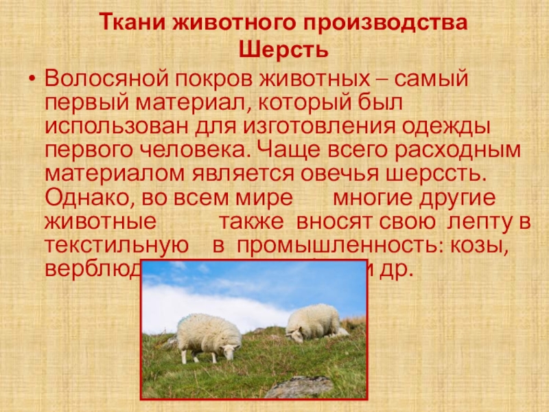 Презентация Ткани животного производства
Шерсть
Волосяной покров животных – самый первый