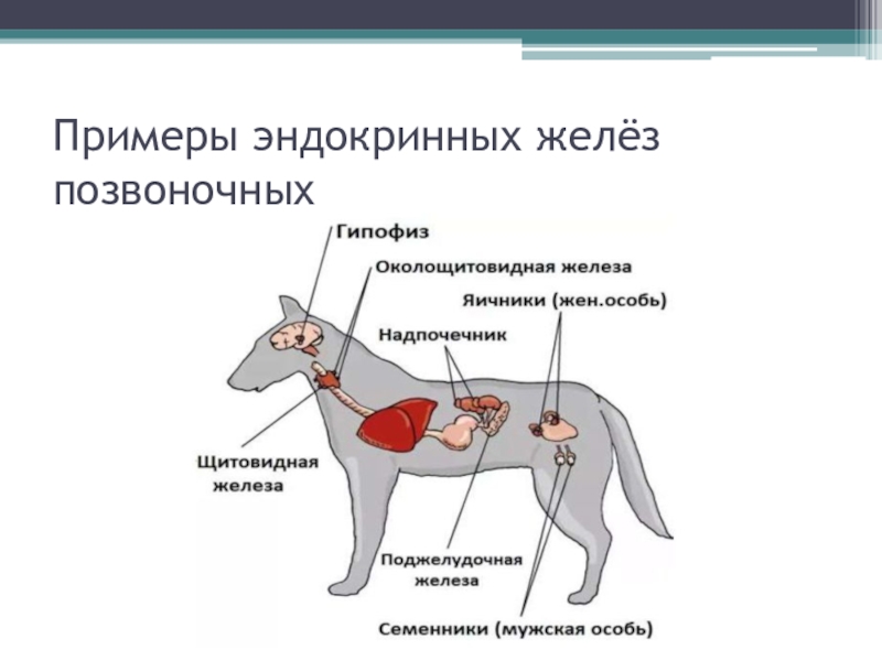Какие действия принадлежат собаке которой сделали операцию. Железы внутренней секреции собаки. Строение эндокринной системы животных. Эндокринная система животных органы и функции. Функции эндокринной системы собак.