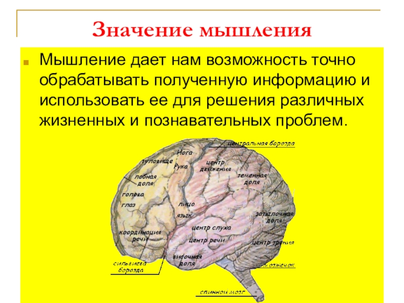 Презентация по биологии особенности высшей нервной деятельности человека познавательные процессы