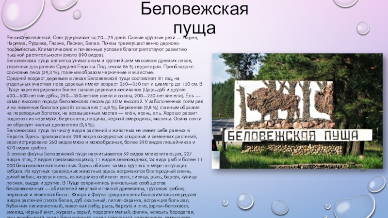 Песня пуща слова. Беловежская пуща слова. Беловежская пуща текст. Слова Беловежской пуще. Беловежская пуща слова текст.