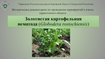 Золотистая картофельная нематода  ( Globodera rostochiensis )