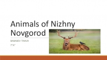 Animals of Nizhny Novgorod