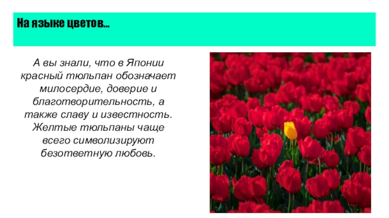 Цвета тюльпанов на языке цветов. Что означает тюльпан на языке цветов. Язык цветов тюльпаны. Язык цветов красные тюльпаны. Тюльпан значение цветка.