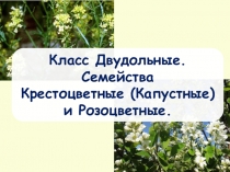 Класс Двудольные. Семейства Крестоцветные (Капустные) и Розоцветные