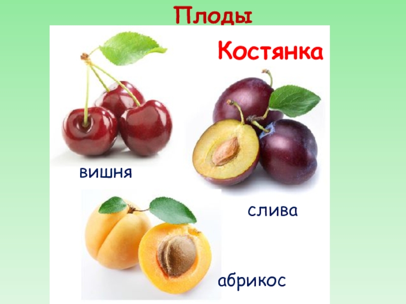 Назовите сочные плоды. Плод вишни костянка. Односемянный плод костянка. Название плода абрикоса костянка.