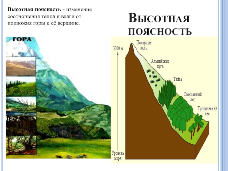 Рисунки высотной поясности