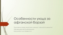 Особенности ухода за афганской борзой